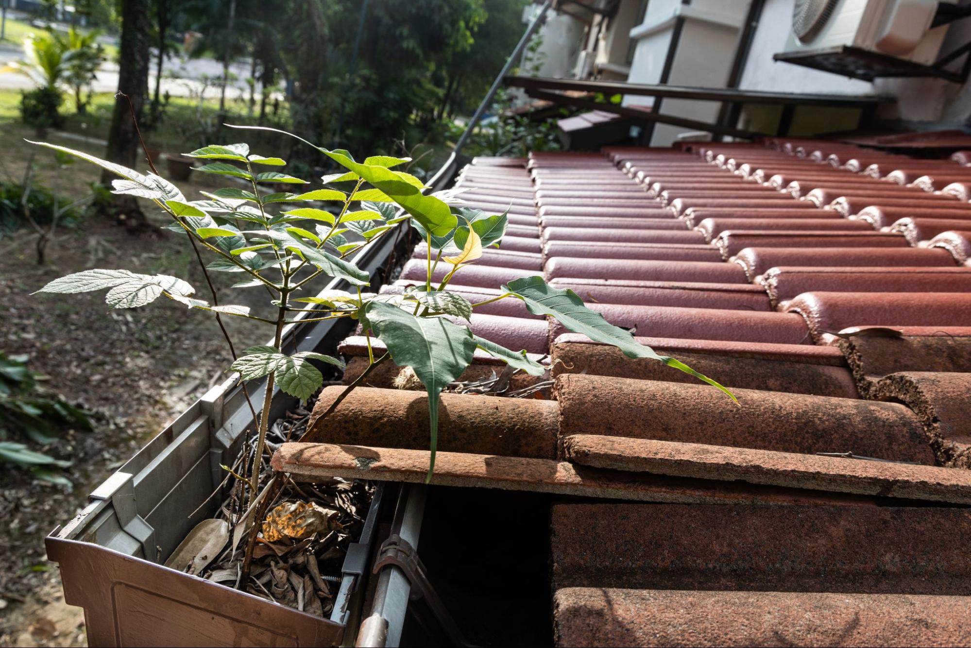 Clogged rain gutter with dry leaves and small plants growing inside.