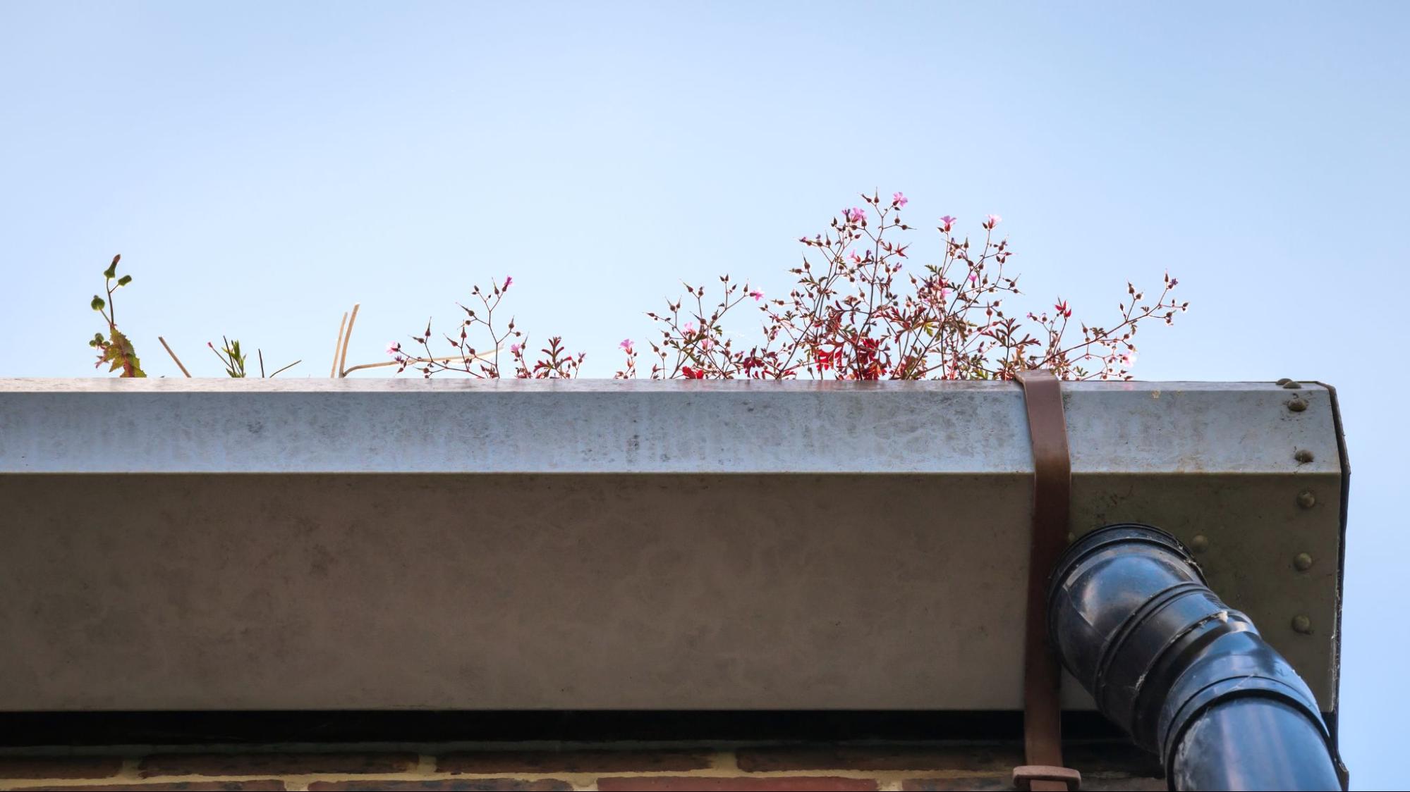 Gutter and plants on the roof of a commercial building.