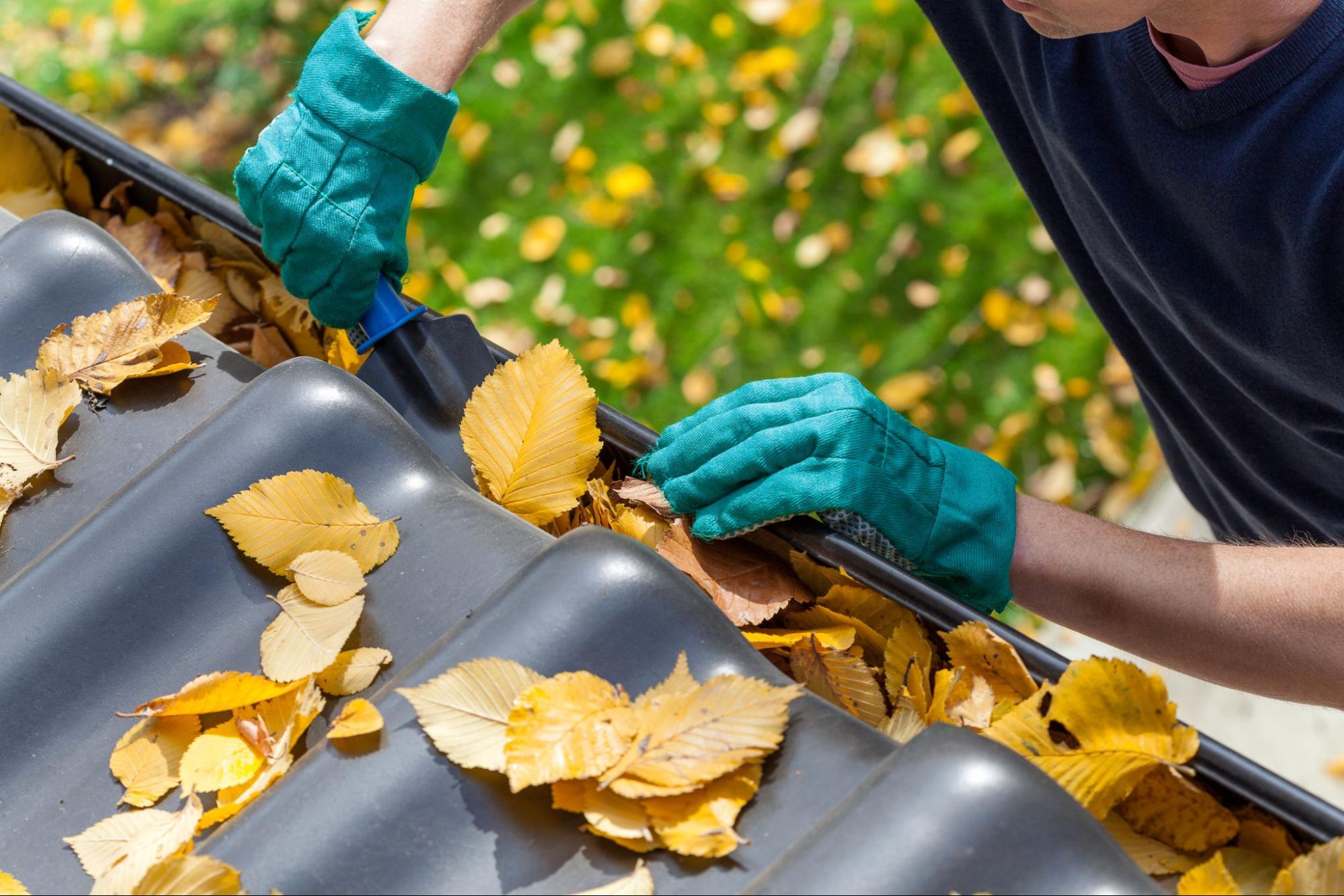 Homeowner wearing green gardening gloves cleaning gutter debris to reduce mold growth risk