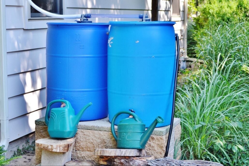 Rain barrels collect rooftop runoff for watering garden beds, flowers, and landscape plants